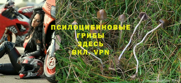 прущие грибы Абинск